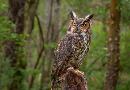 owl on tree stump